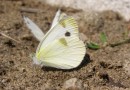 Pieris krueperi ©  S. Beshkov